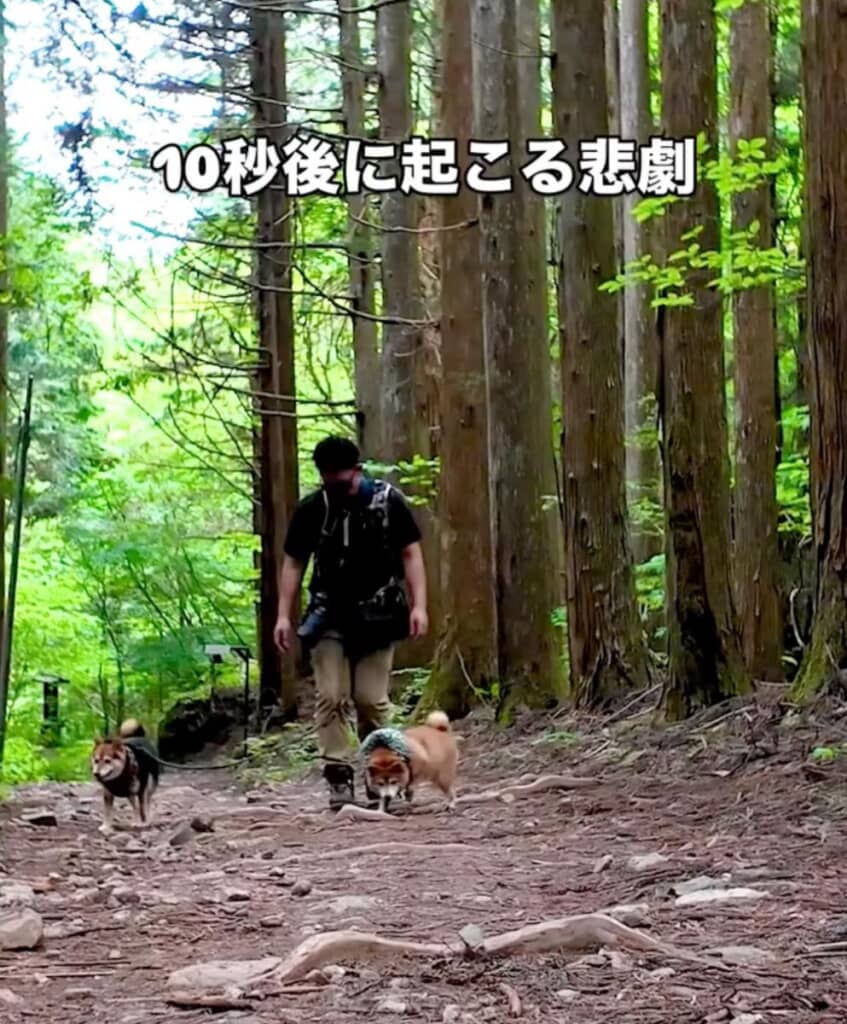 山里でお散歩を楽しむ柴犬たち