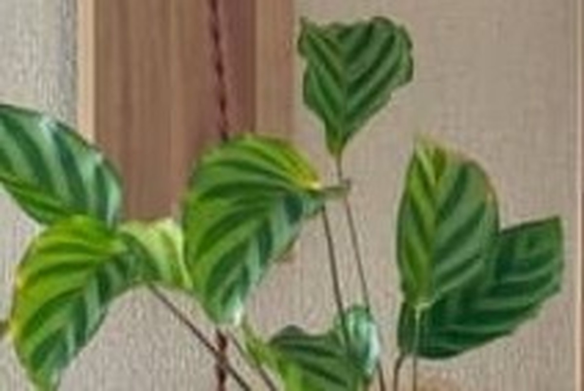 育てていたダイソー観葉植物が、ある日突然……　「すごーい!!」思いもよらない驚きの光景に「知らなかった」（1/3） | ライフスタイル ねとらぼ