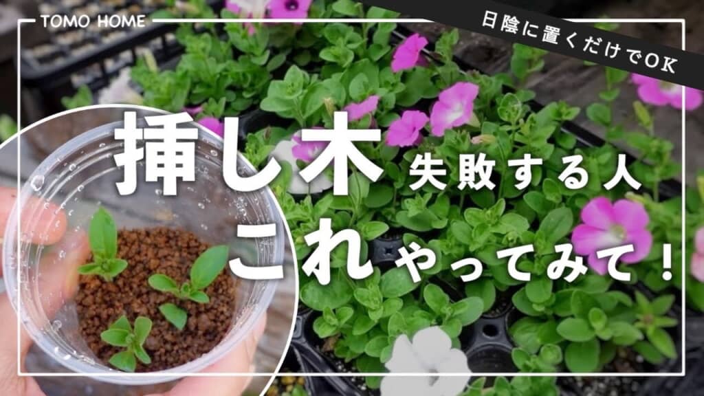 挿し木を失敗しない方法