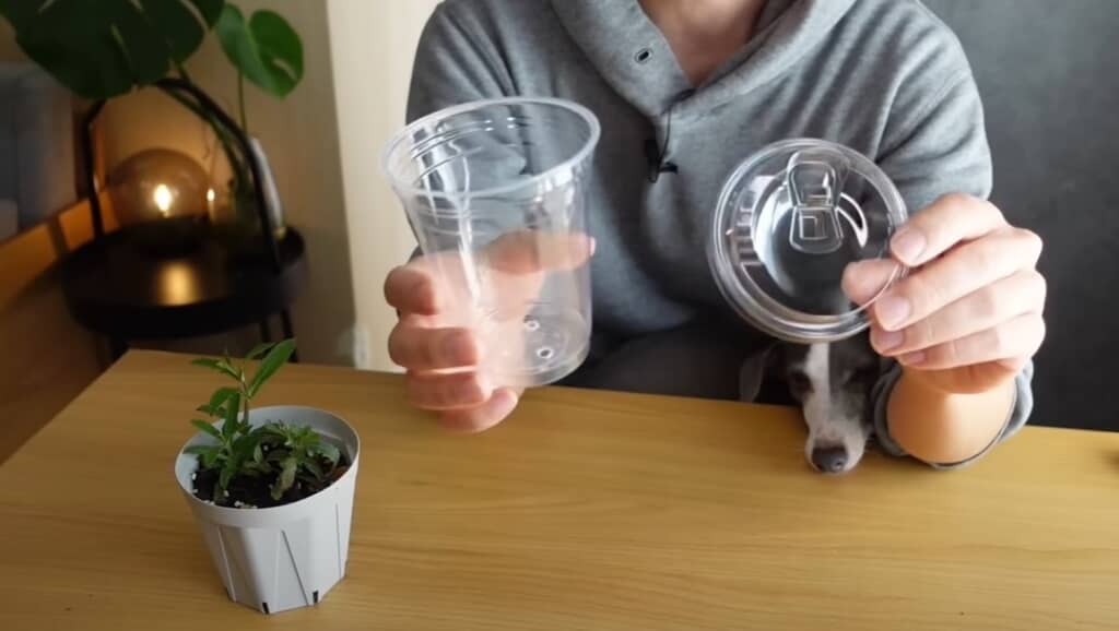 コーヒーのプラカップを使います