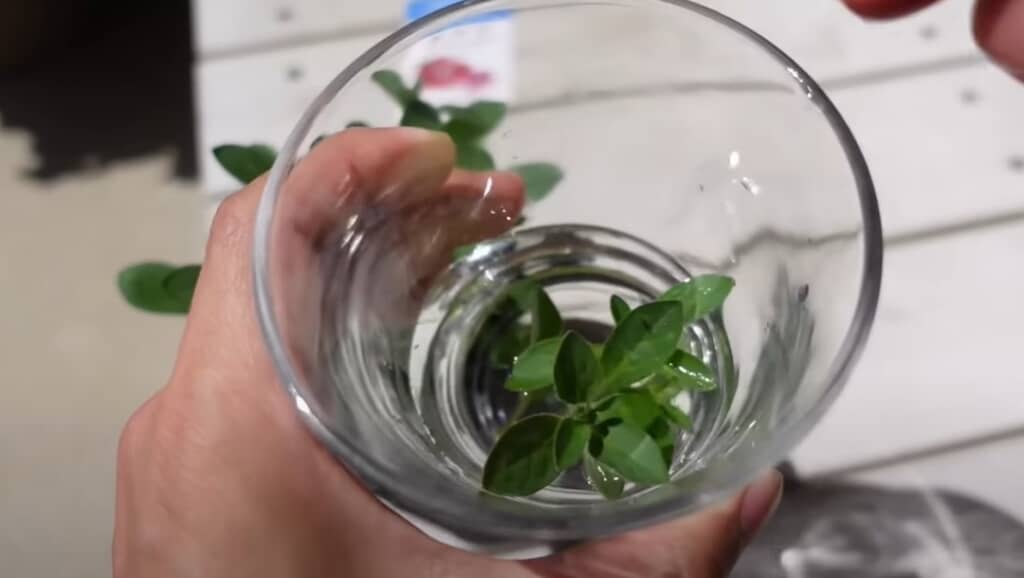 ペチュニアの飛び出た枝をカットします