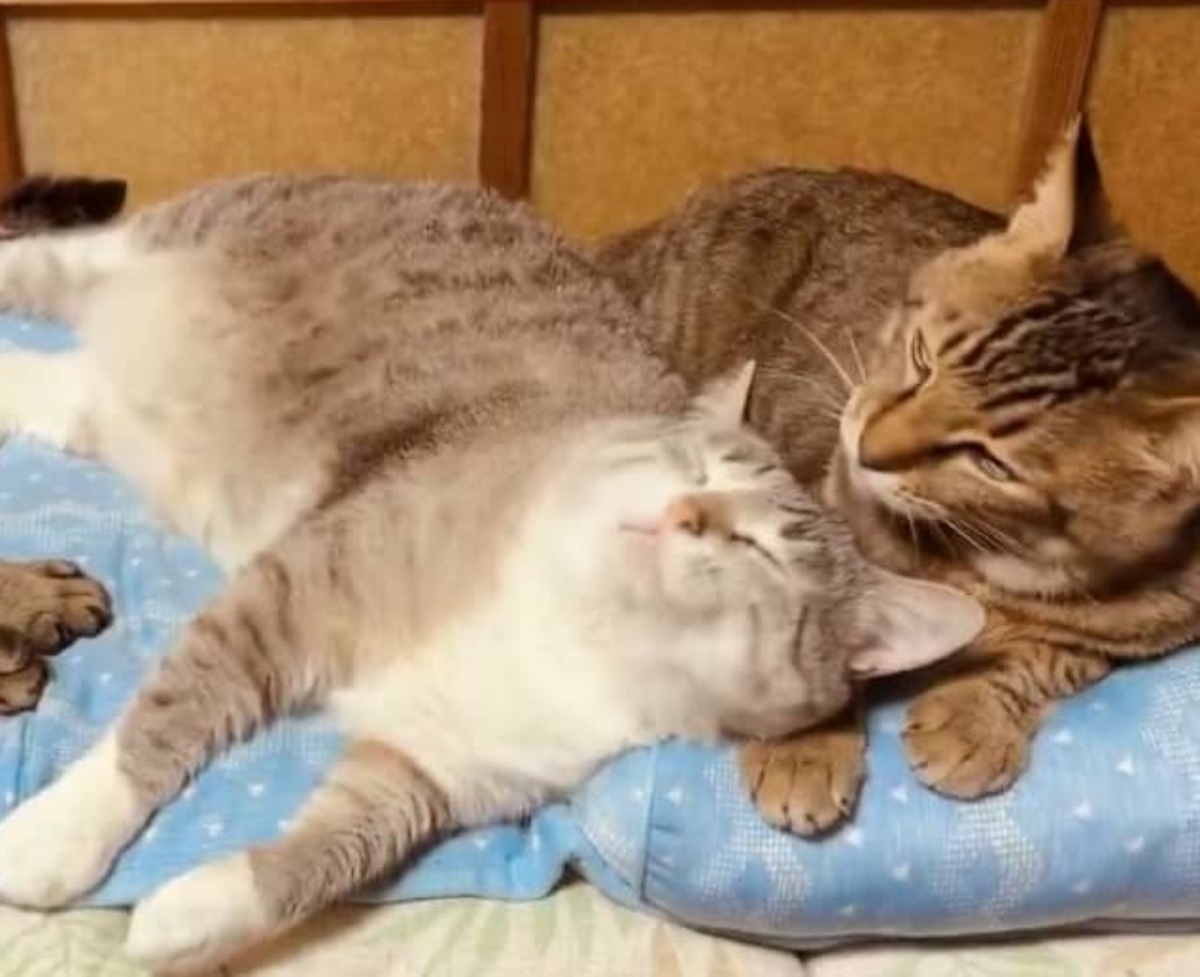 猫 うっとり 見てくる _ 猫がじっと見てくる _ 猫が飼い主をじっと見て鳴いているときの心理3つ – QPEEBK