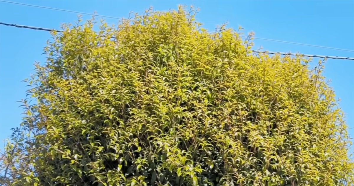 グングン伸び放題だったキンモクセイ→50代主婦が1日かけて切ったら……　驚きの変貌に「これをおひとりで！」「見習いたい」（1/3） | ライフスタイル ねとらぼ