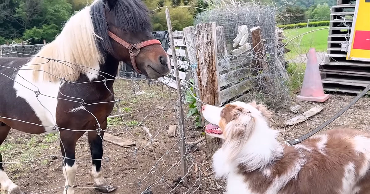 大型ワンコ、牧場で初めて“大きな動物たち”と遭遇したら…… まさかの光景に「ツボったw」「血が騒ぐんだね」(1/3) | 犬 ねとらぼ
