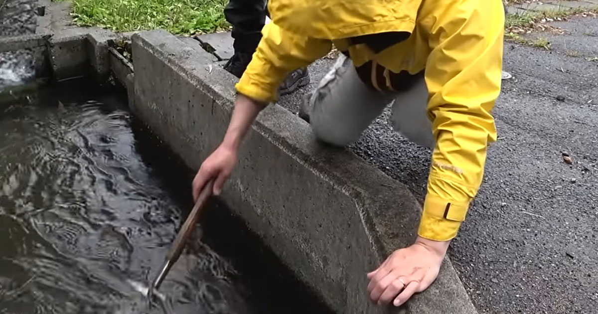 雨の日に、用水路をガサガサしてみたら……「でっか～」「迫力すごい」　無料のエサで釣れた“まさかの高級魚”に思わず仰天（1/3） | その他生き物 ねとらぼ