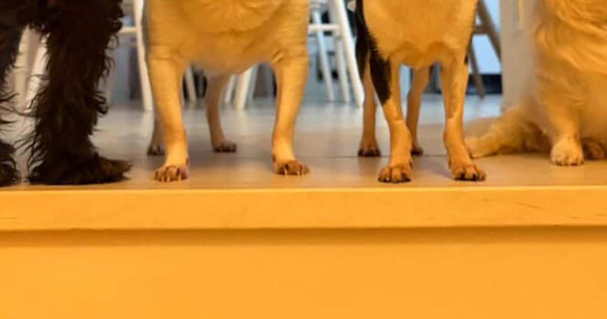 「トイレ行っただけなのに」→出てみると……「これはたまらん」　待ち構えていた“まさかの光景”に反響（1/3） | 犬 ねとらぼ