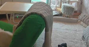 ペットカメラに写っていたまさかの光景