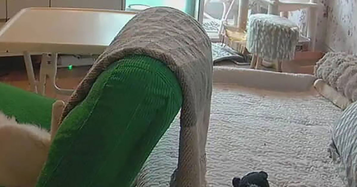 帰り道、ペットカメラで“留守番中の猫”をのぞいたら……「どういう心境」　まさかの光景に「吹き出してしまいました」「猫のふりしないと」（1/3） | 猫 ねとらぼ