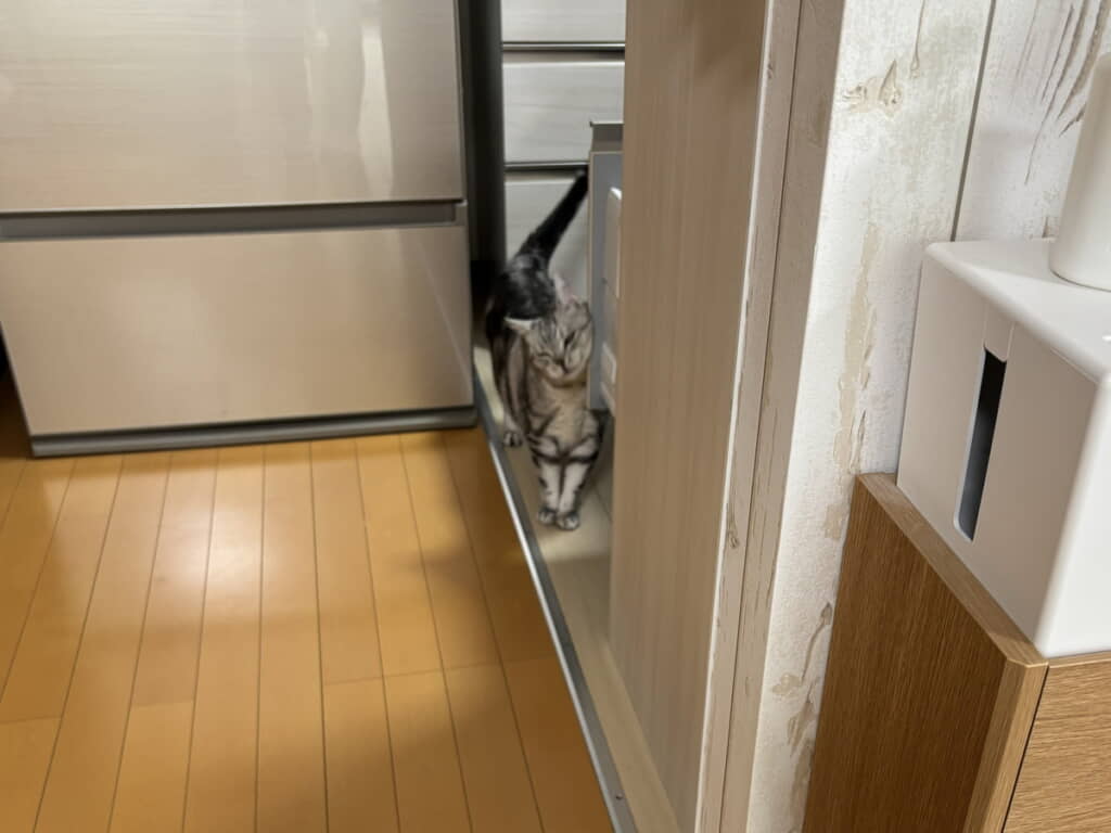 サスケくんも点検してくれました
