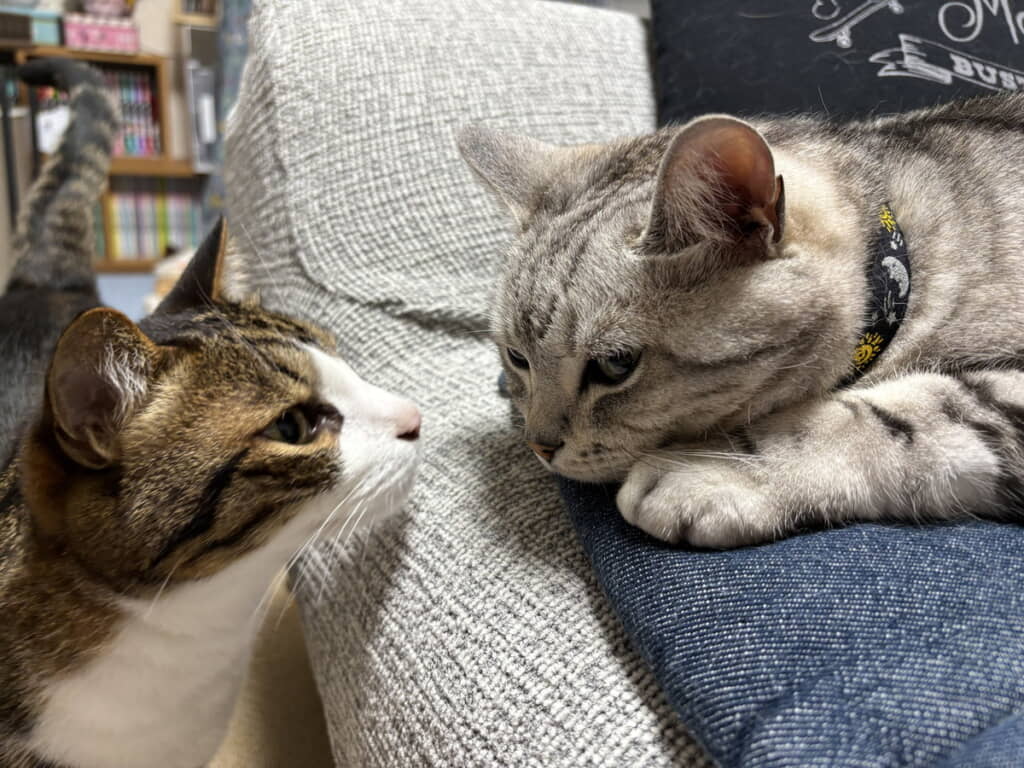 様子を見にきてくれたのかな？