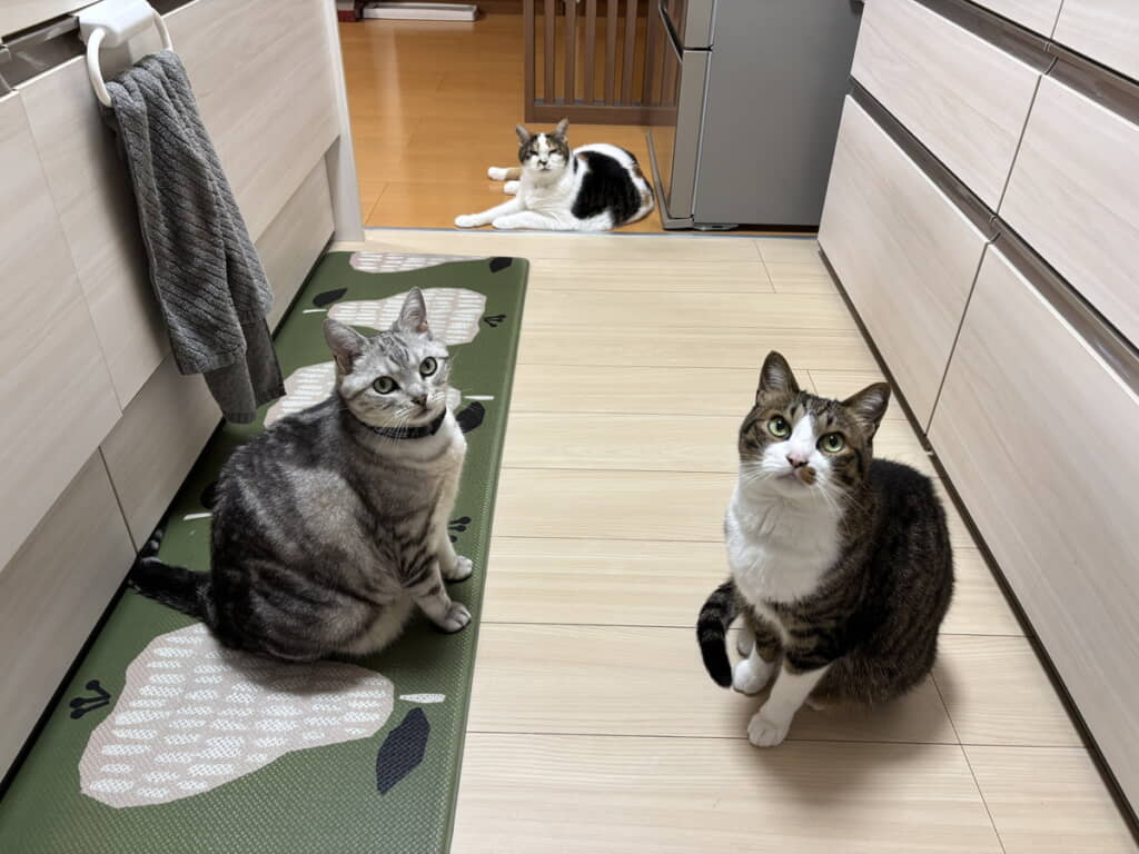 ごはん待ちのニャン圧
