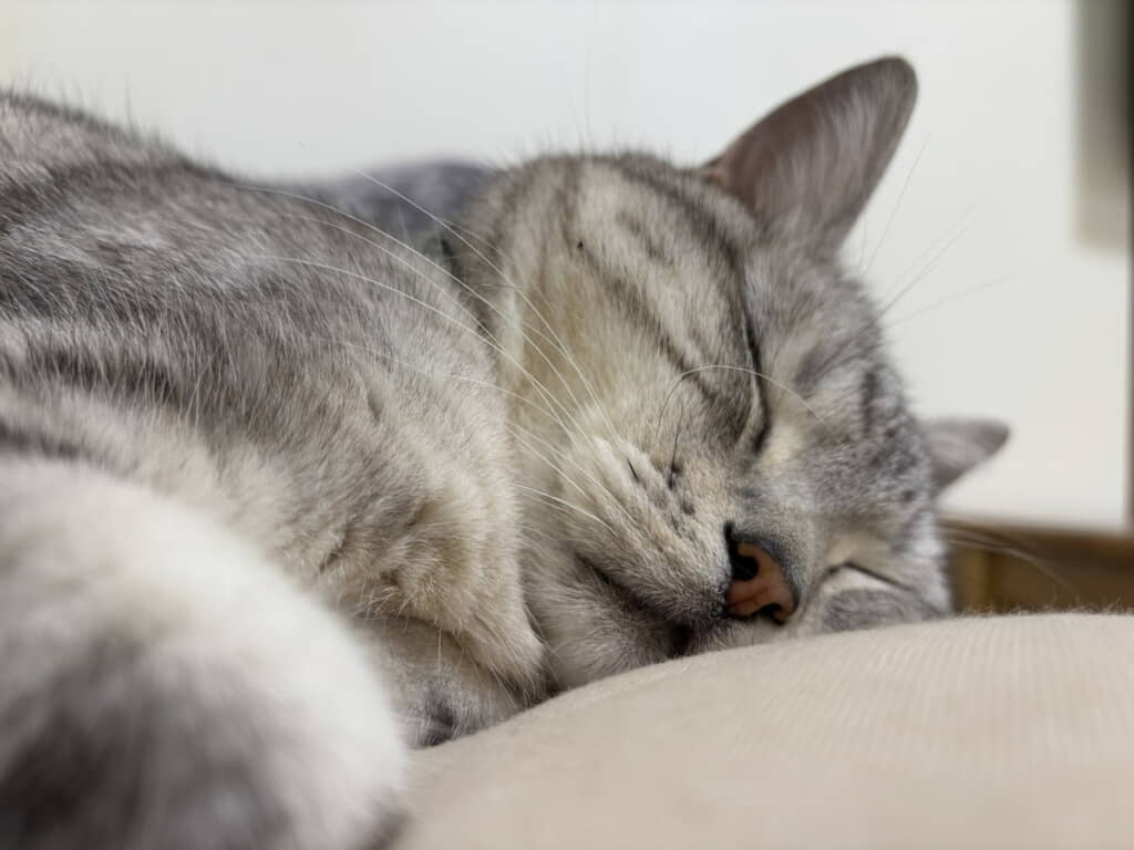 すやすやサスケくん
