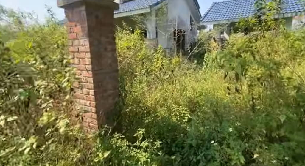 雑草が伸び放題の庭