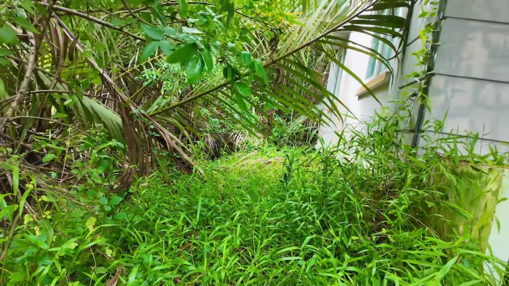 敷地内もひどい有様（ビフォー）