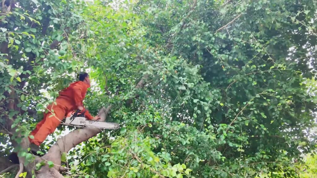木に上って枝を伐採