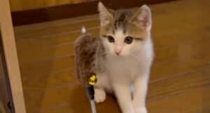 子猫