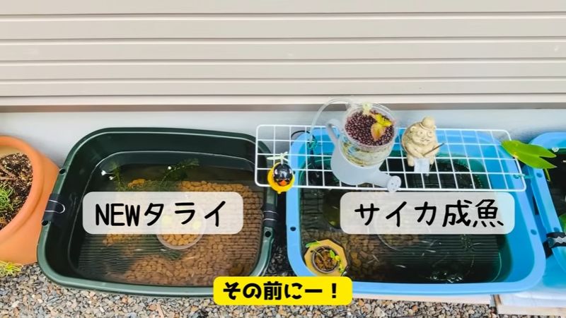 稚魚を入れる前に成魚を入れる