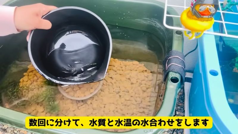 水合わせする様子