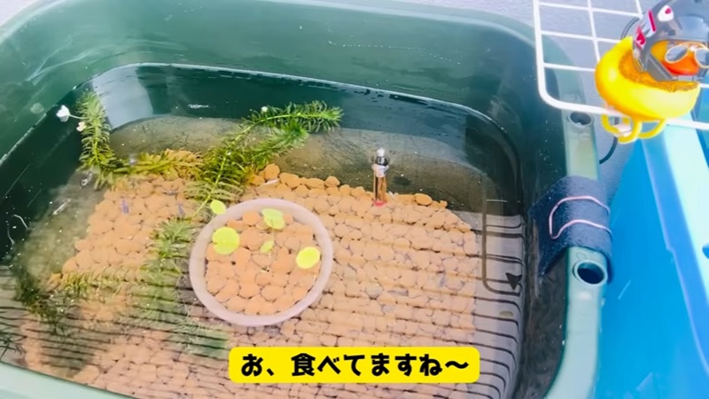 エサを食べるメダカたち