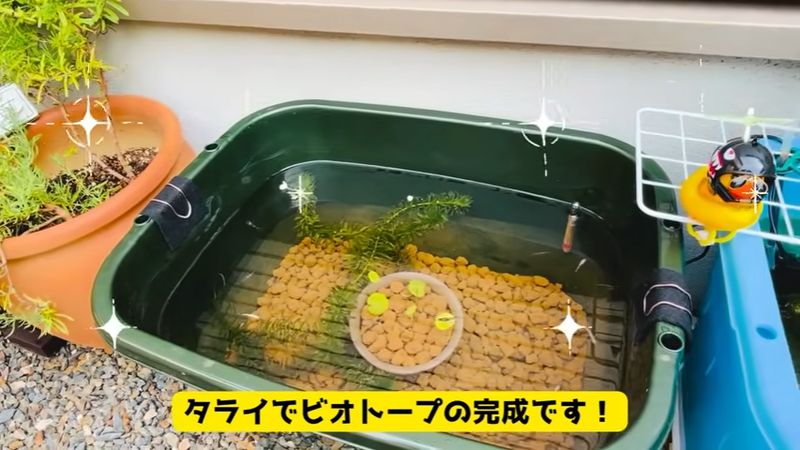 タライで作った新しいビオトープ