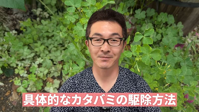 カタバミの駆除方法を解説