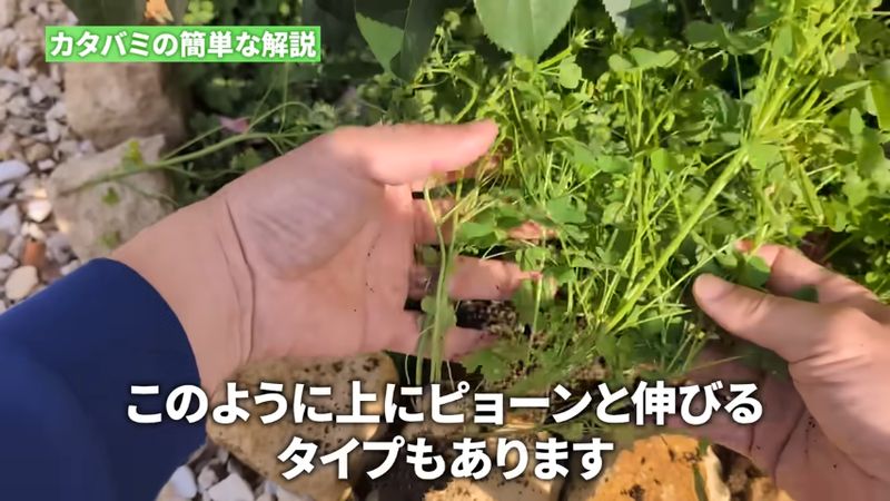 上に伸びるタイプのカタバミ