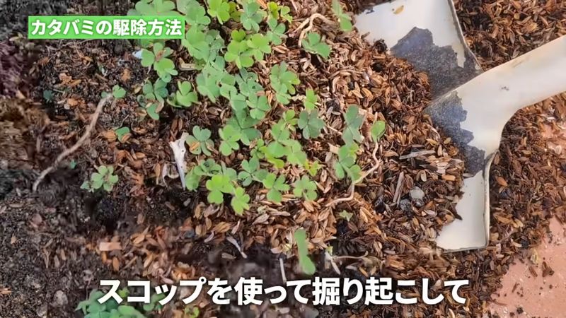 カタバミを駆除するためにスコップで全体を掘り出す様子