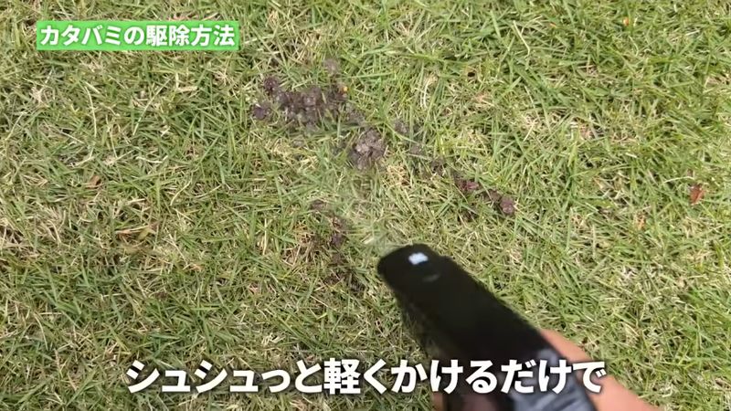 スプレータイプの除草剤を芝生で使う様子