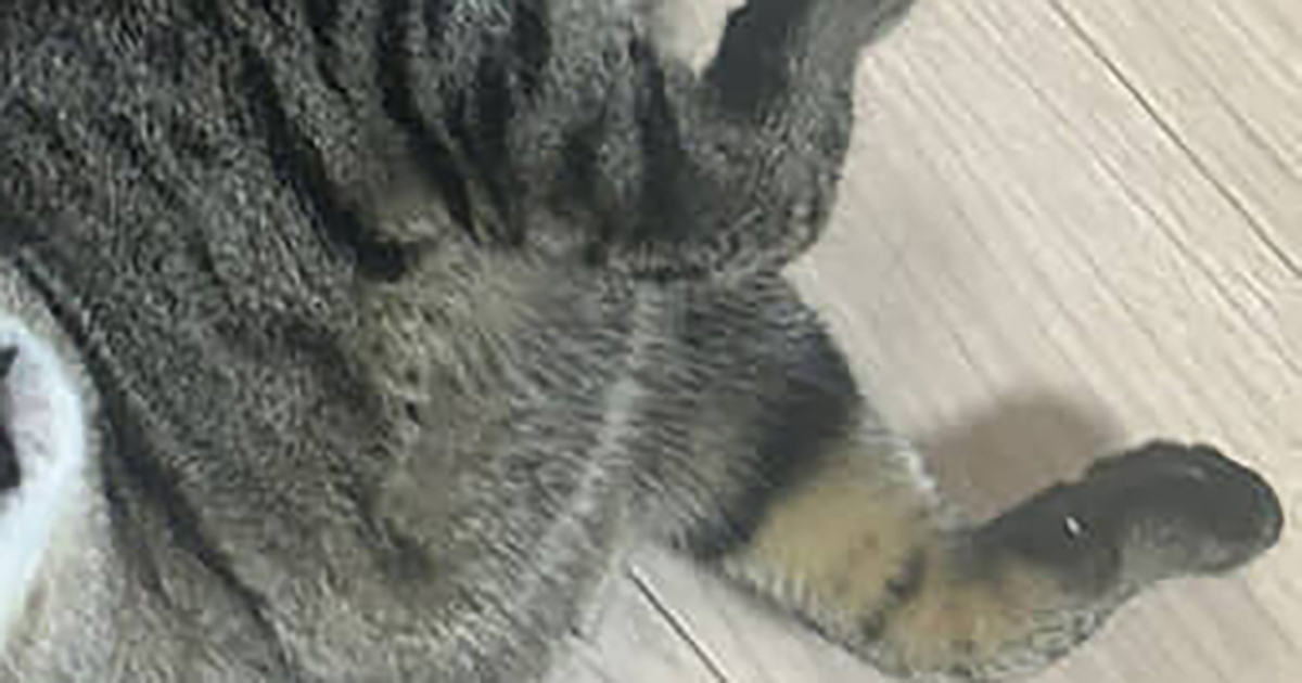 超でかいナスをゲット！ →猫に見せてみたら……「そんな顔にもなるわw」　衝撃的な2ショットが210万表示（1/2） | 猫 ねとらぼ