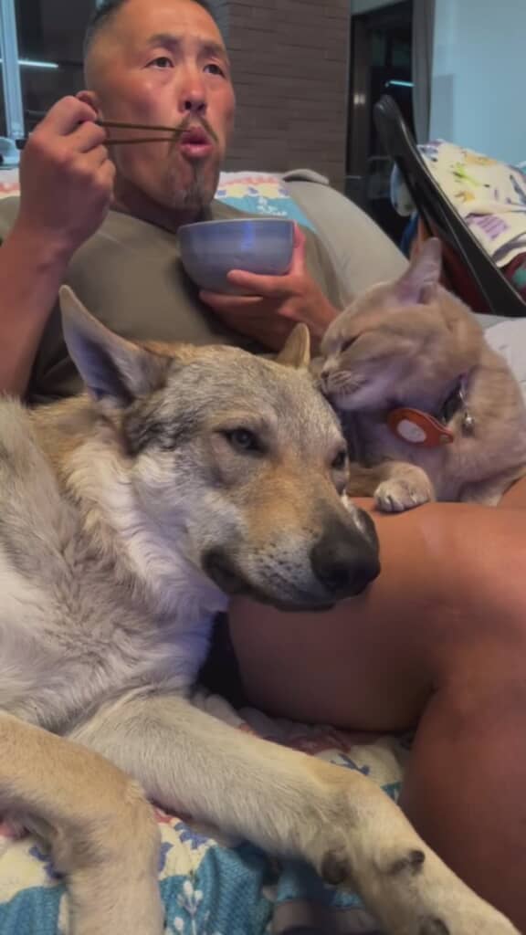 ワンコと猫ちゃんと一緒に夕食