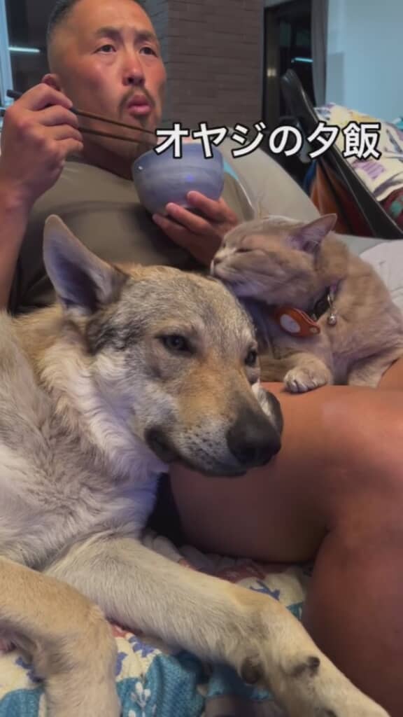 ワンコと猫ちゃんがいて動けません