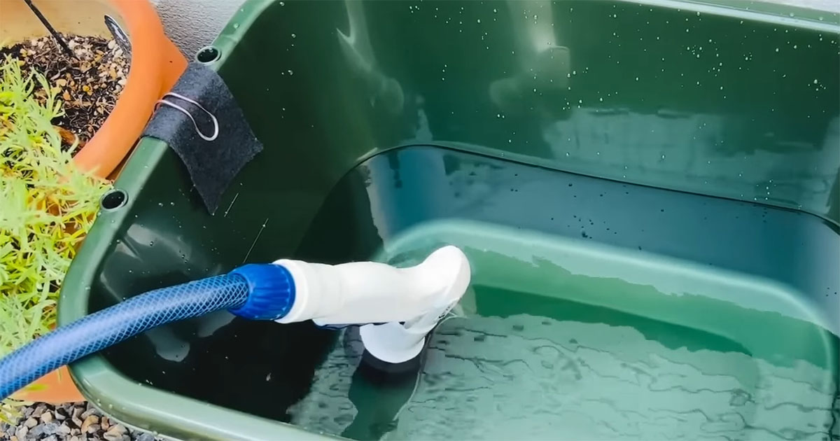 「また増えちまった!」 コメリの998円タライに水を張って10日後…… 生き物がすいすい泳ぐ“小さな自然”に感動(1/3) | その他生き物 ねとらぼ