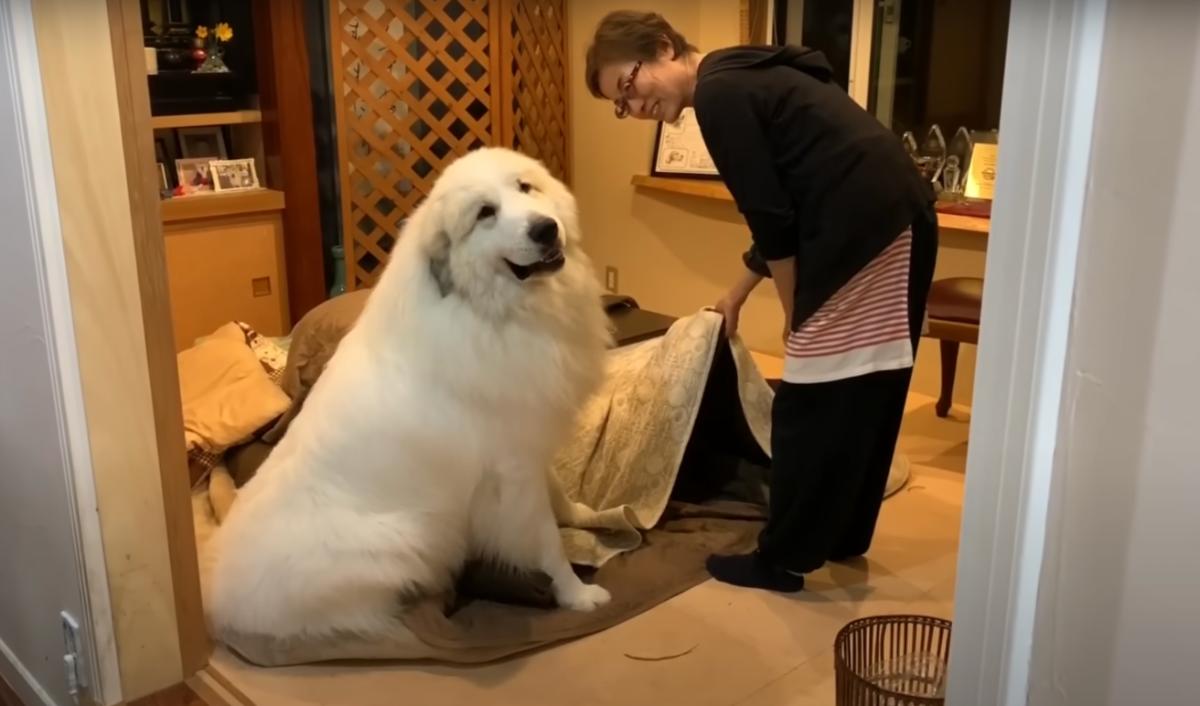 7月になり、さすがにコタツを片付けたいお母さん→次の瞬間……「爆笑した」　超大型犬の“まさかの行動”が2160万再生（1/3） | 犬 ねとらぼ