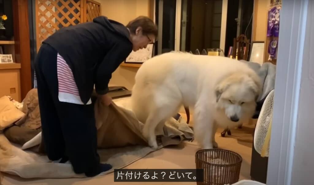大きな体を使って片付けの邪魔をします