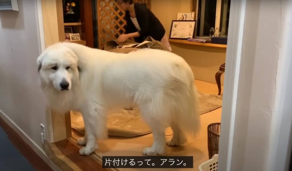 少し悩むアランくん