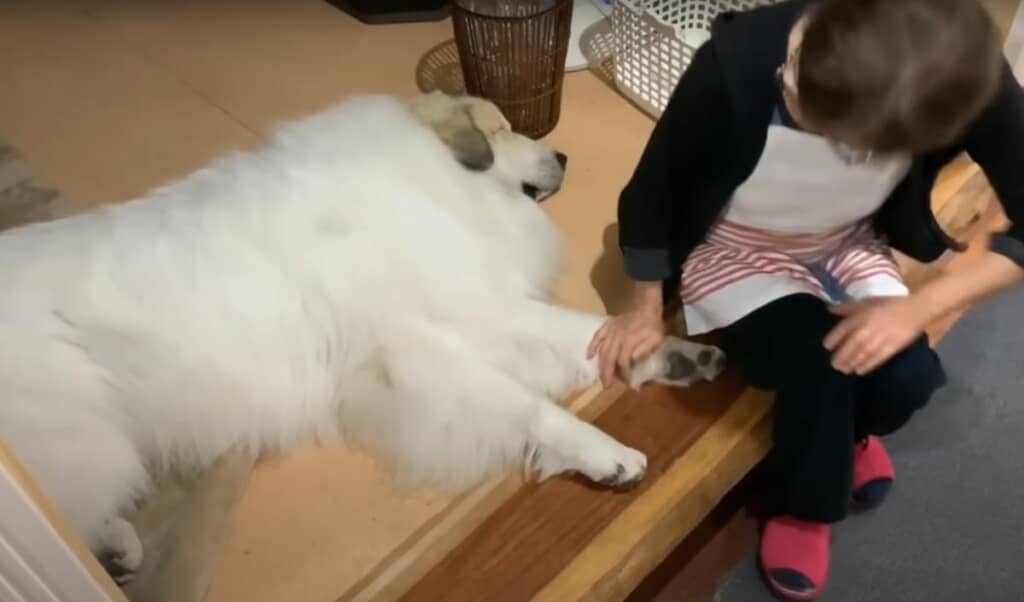 最後は安心してすやすや眠るアランくん