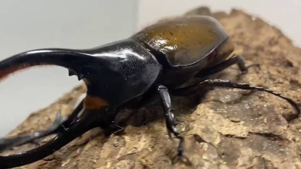 巨体を生かして戦うヘラクレスオオカブト