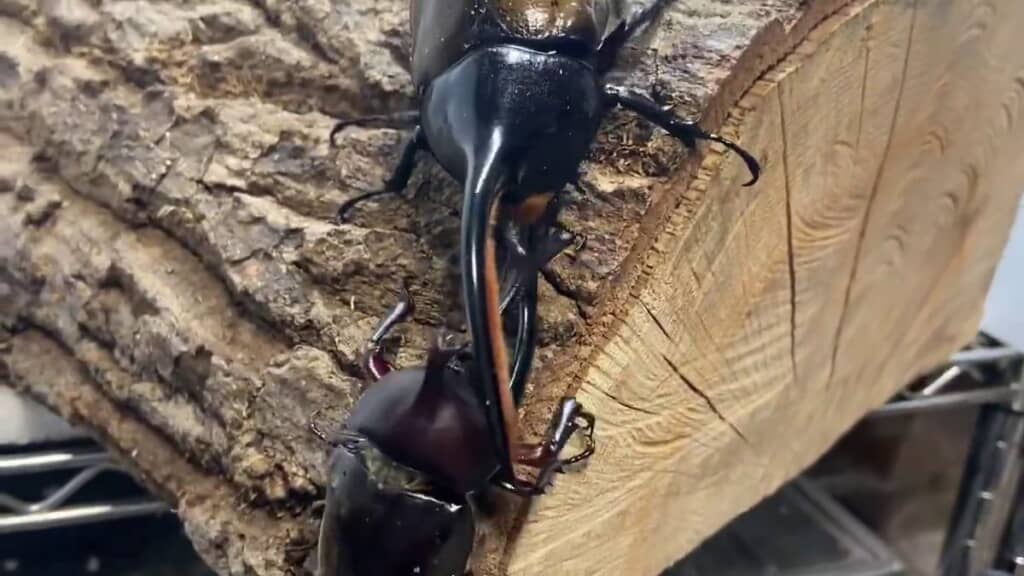 ヘラクレスオオカブトに挟まれそうになるカブトムシ