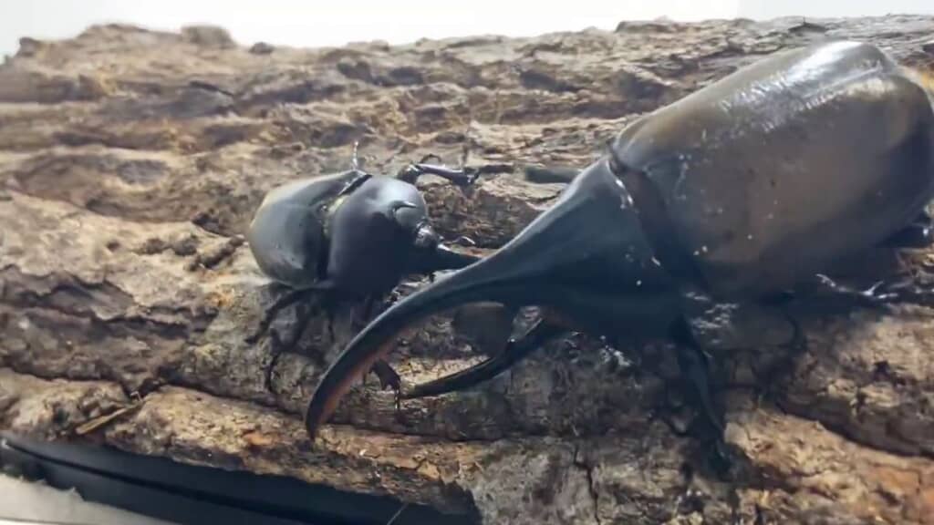 ヘラクレスオオカブトの右側へ回り込んだカブトムシ