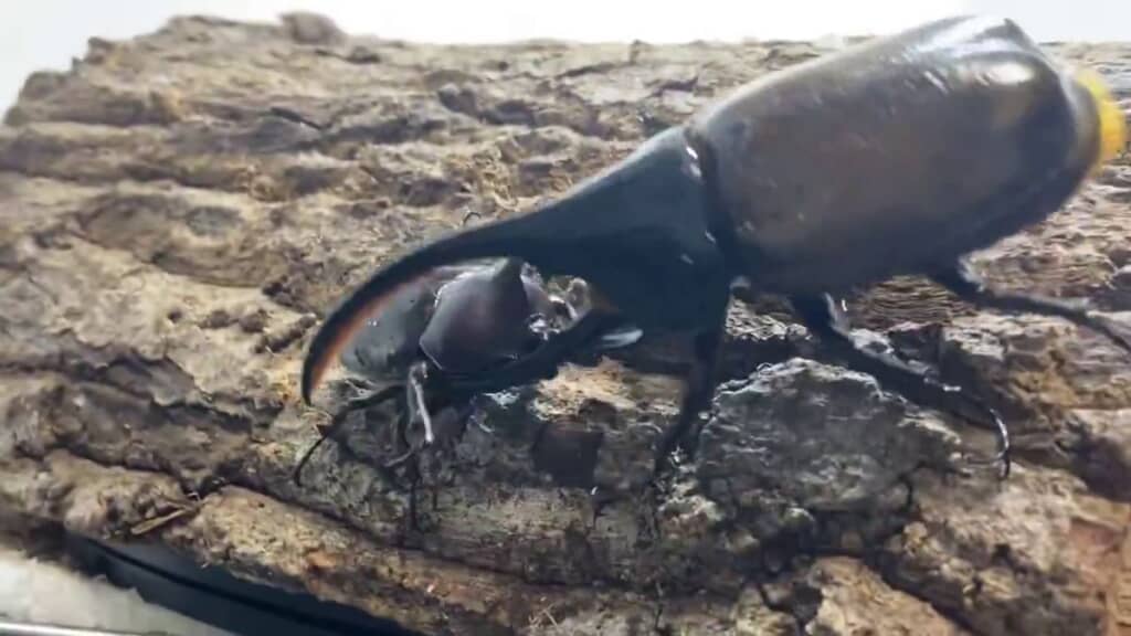 ヘラクレスオオカブトを角で持ち上げるカブトムシ