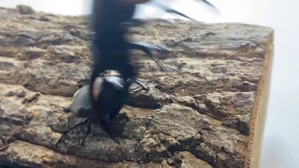 ヘラクレスオオカブトを投げ飛ばすカブトムシ