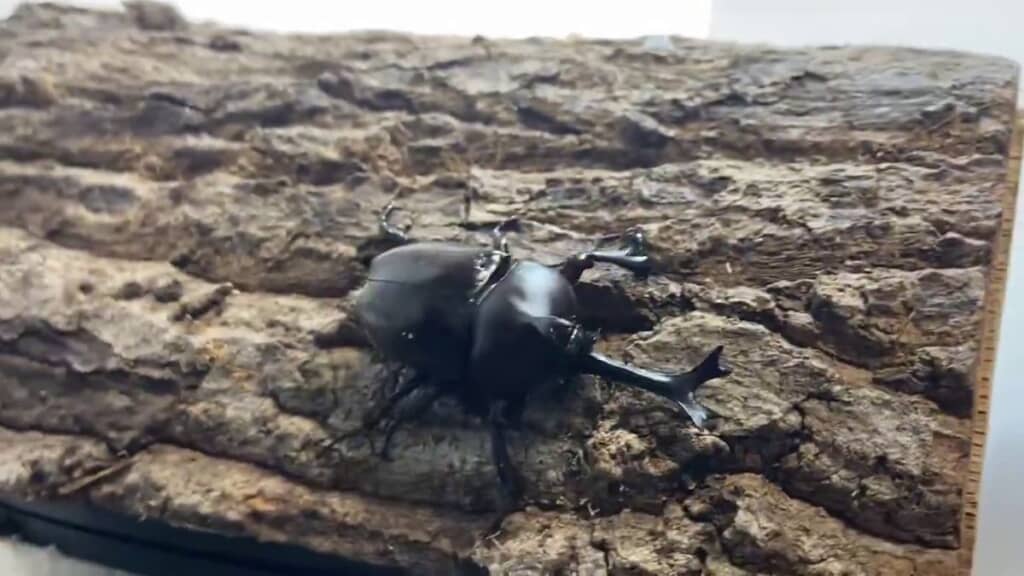 ヘラクレスオオカブトに勝利したカブトムシ