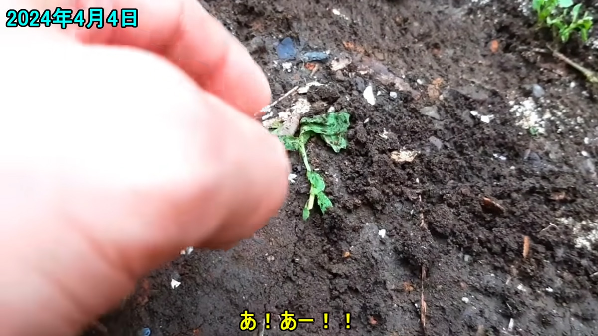 見た目がヤバい“謎の幼虫”をタイムラプスで3週間観察したら……　目を疑う変貌に「意外すぎる」「感動しました」1年後、投稿者に話を聞いた（2/3） | ライフスタイル ねとらぼ