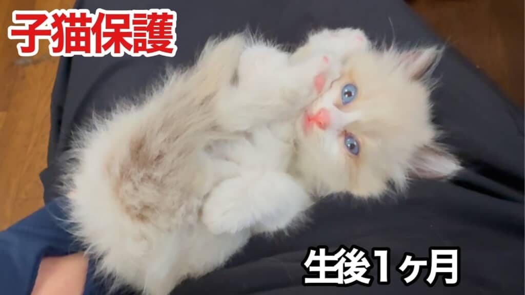 生後1カ月の子猫を保護しました