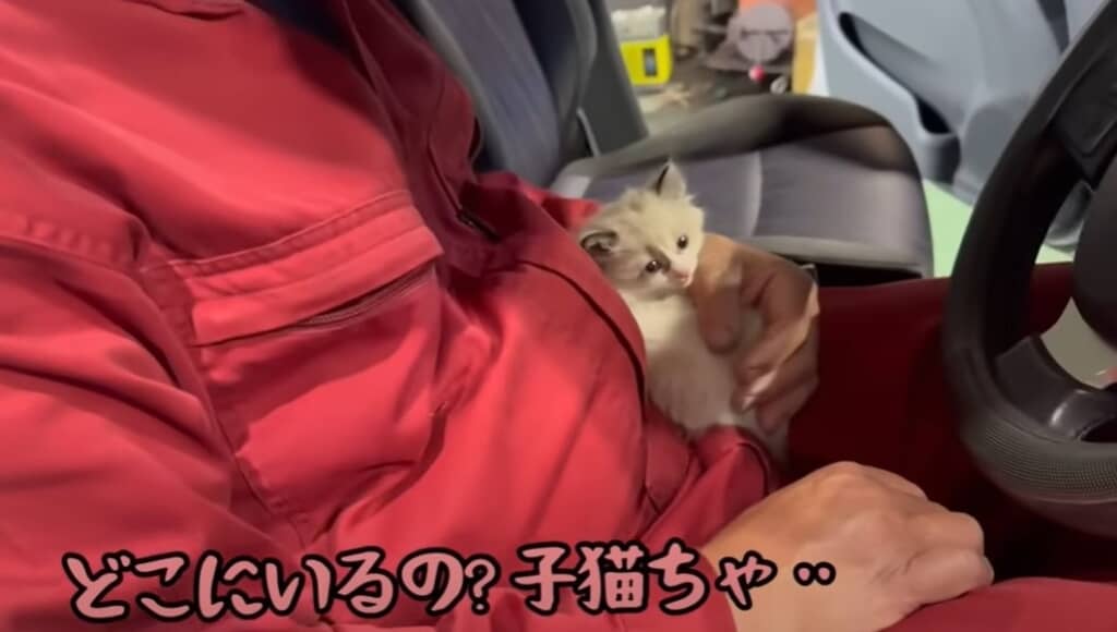夫の膝の上にいる子猫