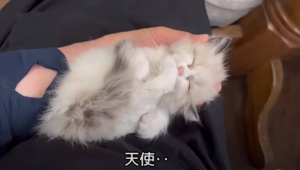 めっちゃかわいい