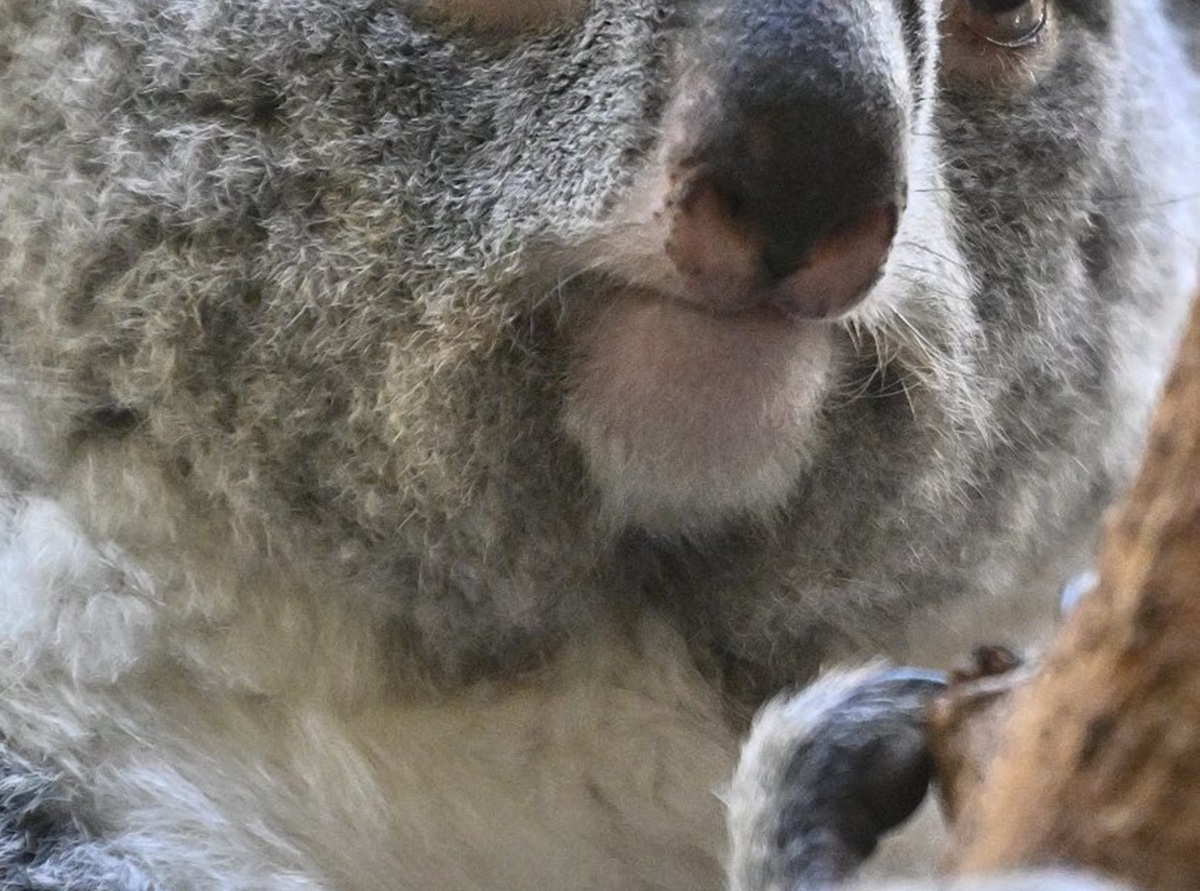 動物園でコアラを見ていたら……　“笑ってはいけない”表情にあなたは耐えられるか　「何度見ても笑いが止まりません」（1/3） | その他生き物 ねとらぼ