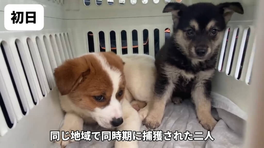 キャリーの中で不安な様子の野犬の子犬たち