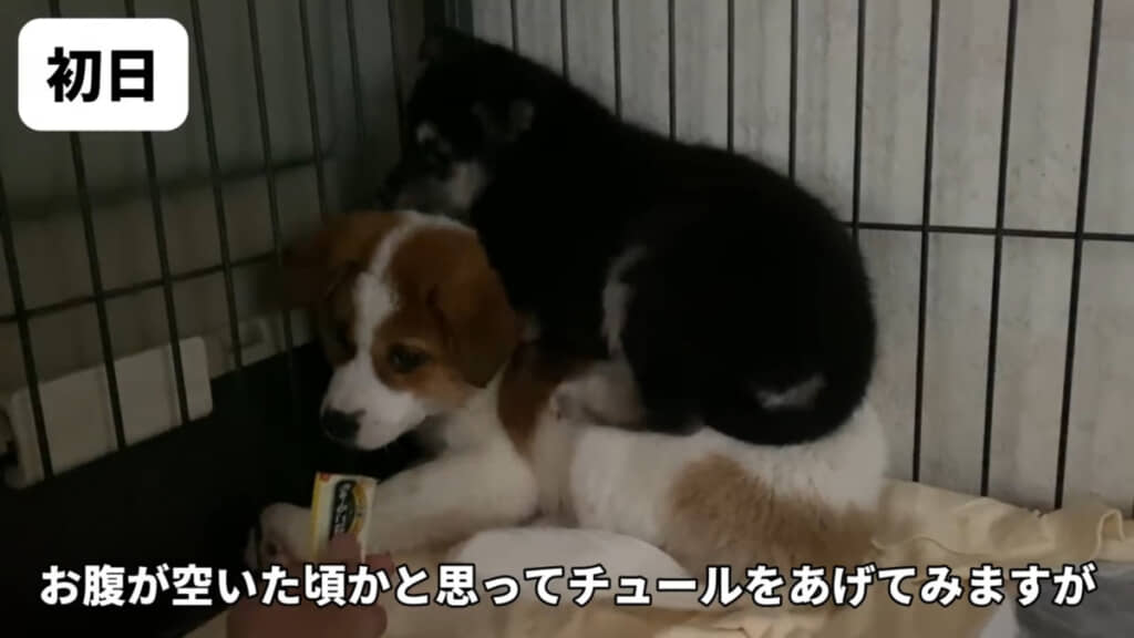 初日は2匹とも人間に怯えていました