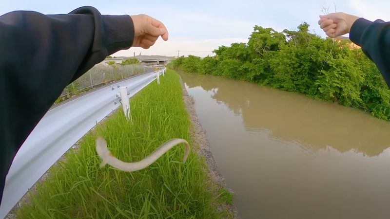 釣り上げられたウナギ